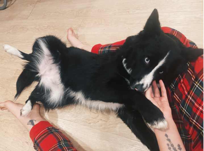 10 month old border collie pomsky mix puppy loves to snuggle kouture is ready to adopt