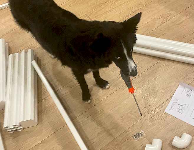 10 month old pomsky border collie loves to help. Kouture brings the screwdriver