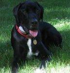 Kuma - Black Lab Mix Dog Adoption Rehoming Jacksonville Florida