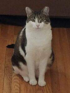 Lily Tabby and White Cat Adoption NYC