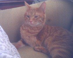Rosie orange tabby cat for adoption in atlanta