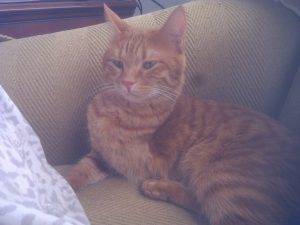 Rosie orange tabby cat for adoption in atlanta