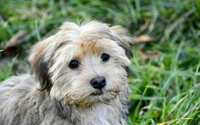 La Chon Puppy From France