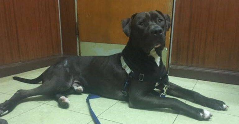 MooShu – Lab Staffy Mix Seeks Loving Home – Chicago IL – All Supplies Included