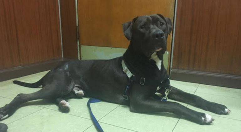 Mooshu – lab staffy mix seeks loving home – chicago il – all supplies included