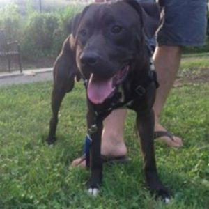 MooShu - Lab Staffy Mix Seeks Loving Home - Chicago IL - All Supplies ...