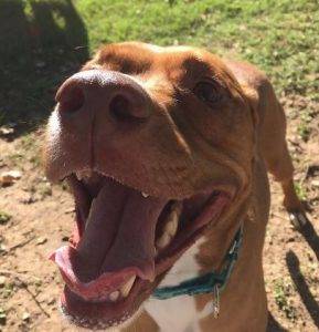 Roman the 50 pound lap dog seeks loving family to snuggle with – all supplies included – dallas / ft. Worth texas
