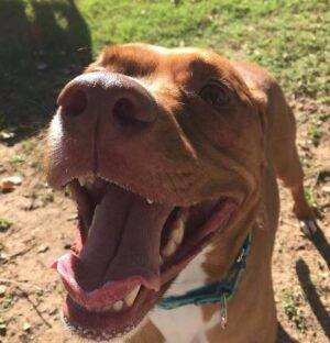 Roman The 50 Pound Lap Dog Seeks Loving Family To Snuggle With – All Supplies Included – Dallas / Ft. Worth Texas