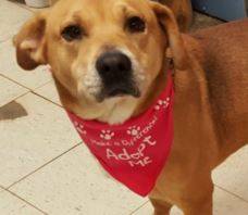 Rehomed! Cleo – yellow lab mix in maryville il