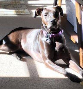 Delightful daisy – sweet, playful lab mix dog seeks loving home near raleigh north carolina