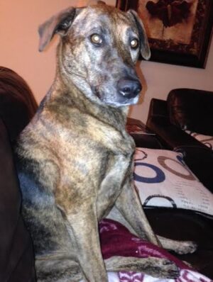 Lovely Laila – Lab Mix Seeks Loving, Dog-Free Home Near Dallas TX – Supplies Included.