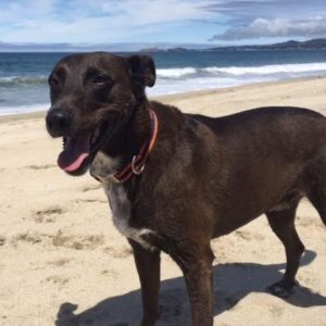 Lab Pointer Mix For Adoption in Redwood City CA 2