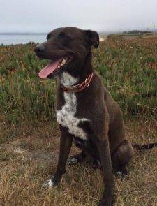 Lab Pointer Mix For Adoption In Redwood City CA 2