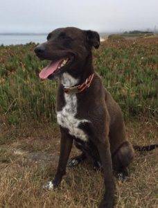 Charming charlie – devoted lab/pointer mix seeks adults only home near redwood city – all supplies included