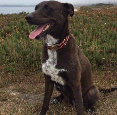 Charming Charlie – Devoted Lab/Pointer Mix Seeks Adults Only Home Near Redwood City – All Supplies Included