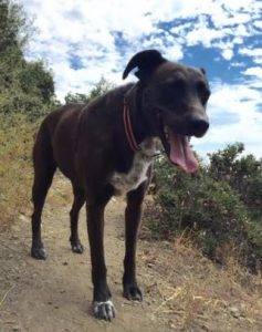Lab pointer mix for adoption in redwood city ca 2