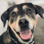 Lab Rottweiler Mix Dog Adoption Pflugerville Texas