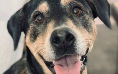 Labrottie Labrador Retriever Rottweiler Mix For Adoption in Pflugerville TX – Supplies Included – Adopt Luna