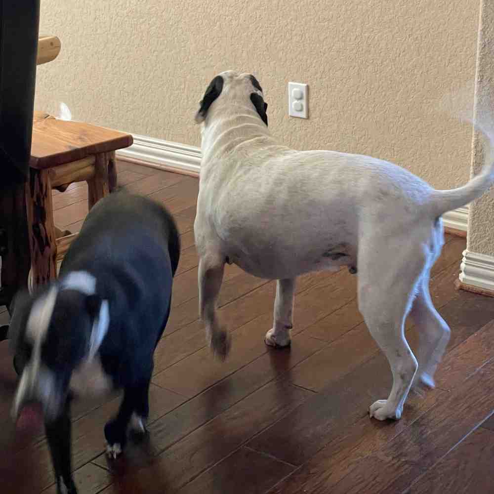 Lab and pitbull mix dogs adoption san antonio texas