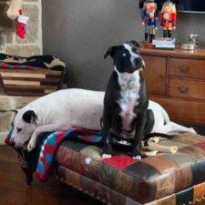 Lab And Pitbull Mix Dogs Adoption San Antonio Texas (5)