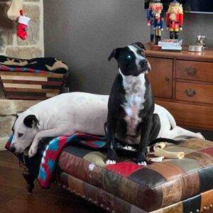 Adorable labrador retriever american pit bull terrier for adoption in san antonio texas – supplies included – adopt petey & daisy