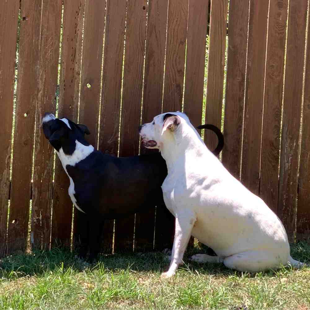 Lab and pitbull mix dogs adoption san antonio texas