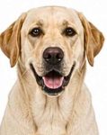 Labrador Retriever large dog breed portrait for adoption and rehoming