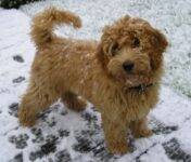 Labradoodle Breeders in Louisiana