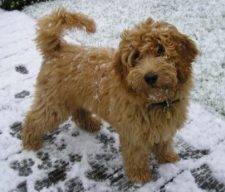 Labradoodle Breeders in Louisiana