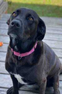 Labrador retriever american staffordshire terrier mix dog for adoption in worton md – supplies included – adopt sammie