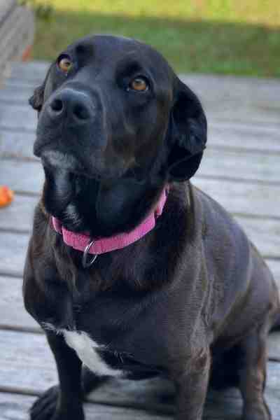 Labrador Retriever Amstaff Mix Dog Adopt Maryland (6)
