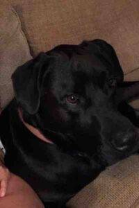 Labrador retriever amstaff mix dog adopt maryland (6)