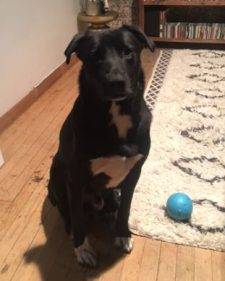 Labrador-Retriever-Border-Collie-Mix-For-Adoption-in-Brooklyn-NY