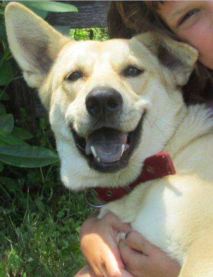 labrador-retriever-german-shepherd-mix-for-adoption-vermont