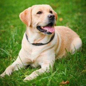 Labrador retriever lab dog rehoming services