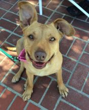 Tally – Sweet Affectionate Labrador Retriever / Pitbull Mix Seeks Loving, Forever Home In Southern California (LA Area) – All Supplies Included