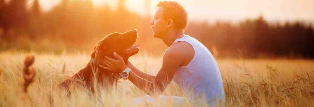 Labrador Retriever Rehoming Services - Find a Loving Home for Your Pet