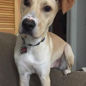 Adopted Labrador Retriever Whippet Mix In Beaufort Sc