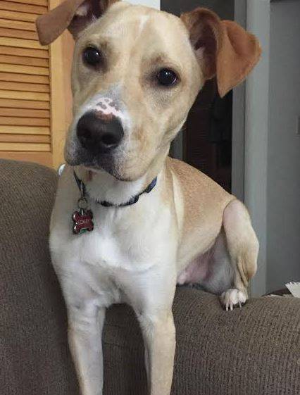 ADOPTED Labrador Retriever – Whippet Mix in  Beaufort SC