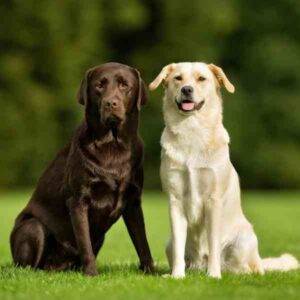 A Yellow and Chocolate Labrador Retriever