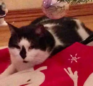 Tacoma wa – tuxedo cat for adoption – meet lacey