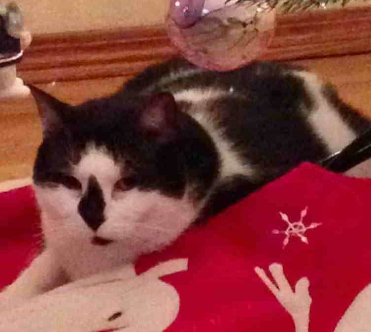 Tacoma WA – Tuxedo Cat For Adoption – Meet Lacey