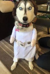 Lady Jane - Siberian Husky Dog For Adoption San Diego CA 2