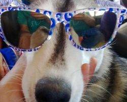 Lady jane - siberian husky dog for adoption san diego ca 2