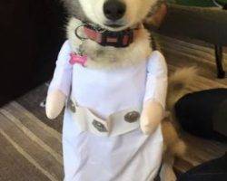 Lady jane - siberian husky dog for adoption san diego ca 2