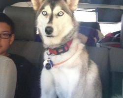 Lady jane - siberian husky dog for adoption san diego ca 2