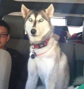 Lady jane - siberian husky dog for adoption san diego ca 2