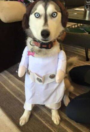 Lady Jane - Siberian Husky Dog For Adoption San Diego CA 2
