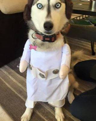 Lady Jane - Siberian Husky Dog For Adoption San Diego CA 2