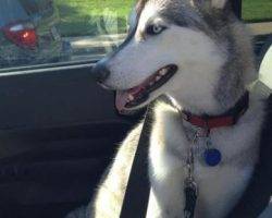 Lady jane - siberian husky dog for adoption san diego ca 2